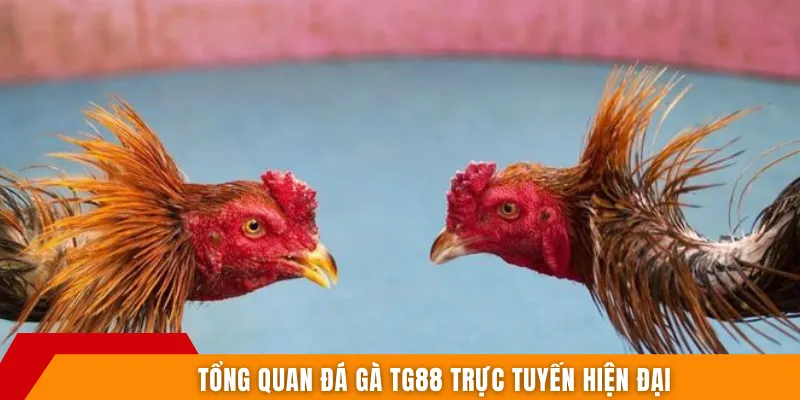 Tổng quan đá gà TG88 trực tuyến hiện đại